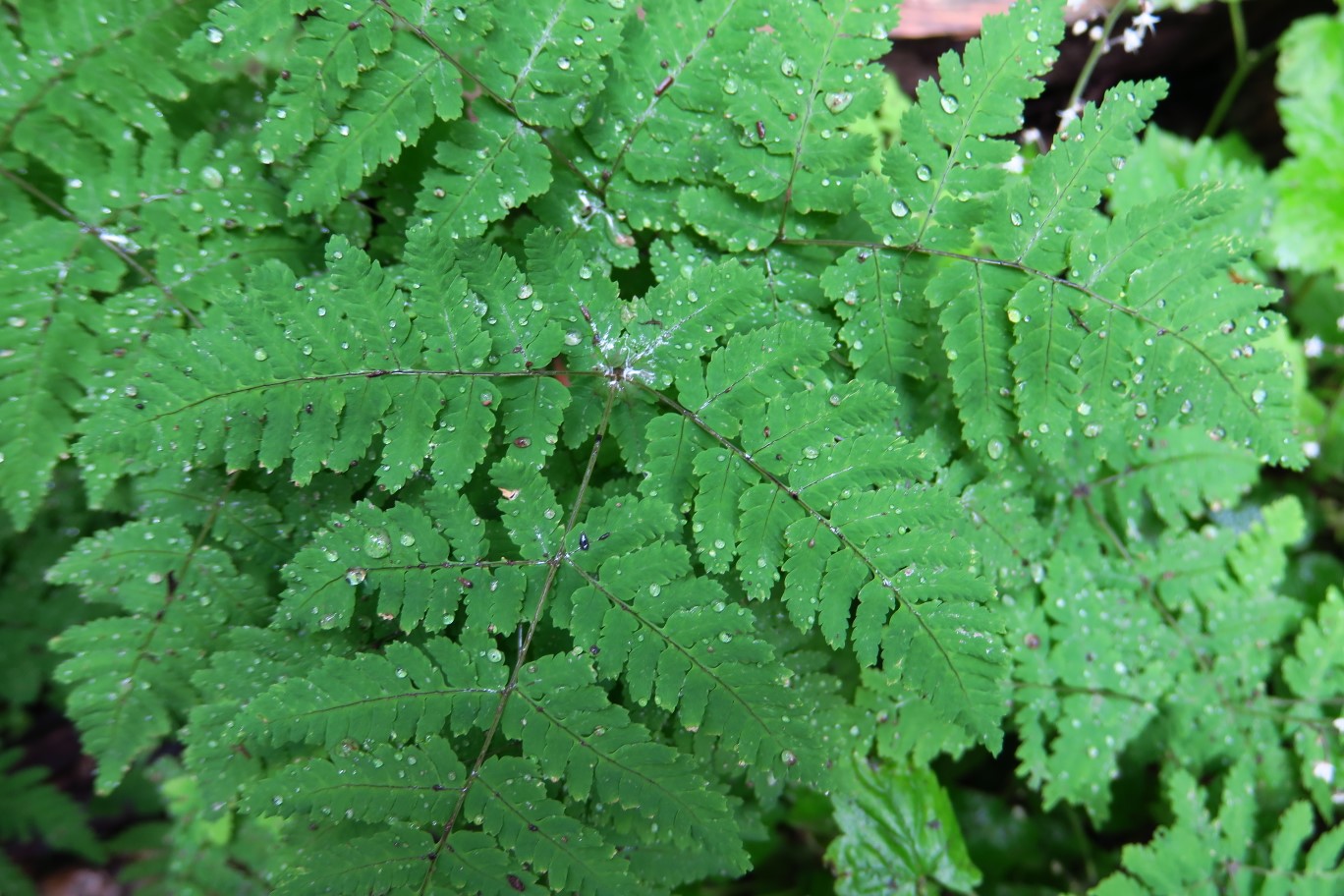 21-water_droplets_on_fern_leaves