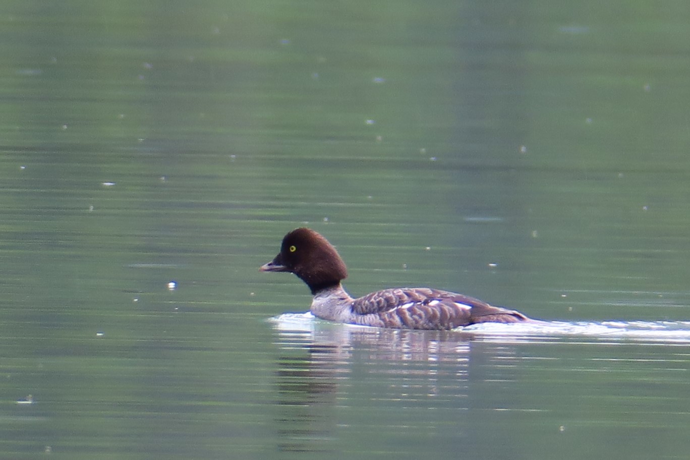 49-Common_Goldeneye_Duck