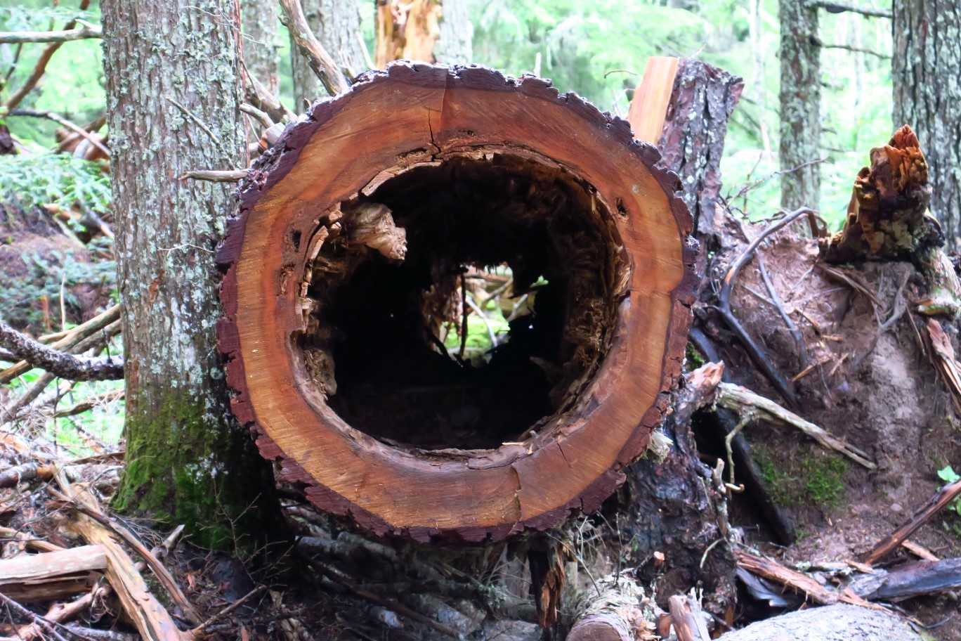 52-hollowed_out_tree_trunk