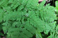 21-water_droplets_on_fern_leaves