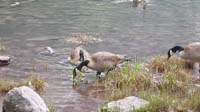 34-Canadian_Geese-Kenny's_picture