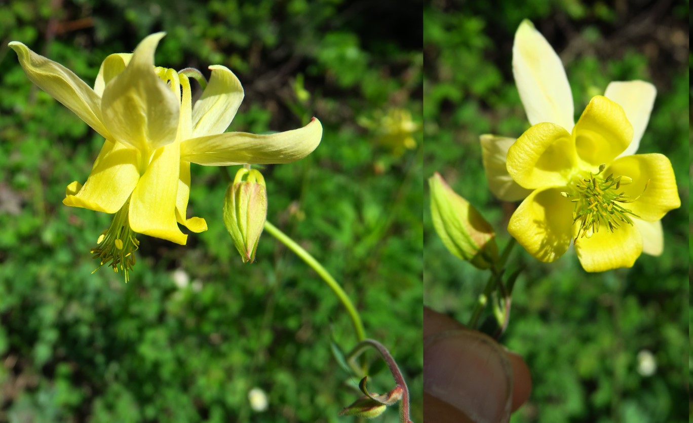 015-yellow_columbine-aquilegia_flavescens