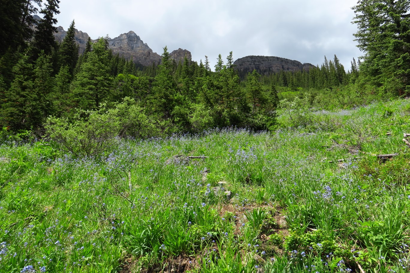 101-field_of_wildflowers