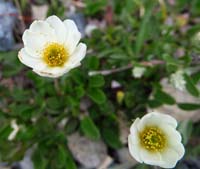 059-smallflowered_anemone-anemone_parviflora