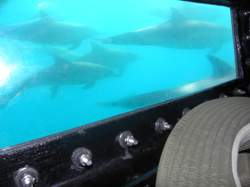 11-dolphins_seen_through_the_pod_window