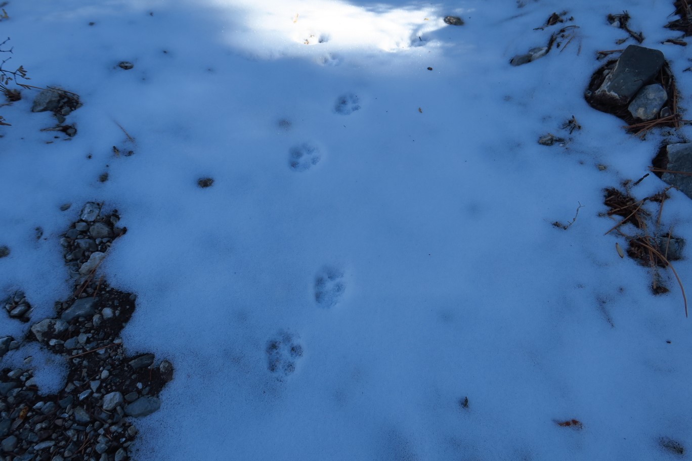 07-fox_tracks_in_the_snow