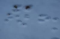 13-animal_tracks_in_the_snow