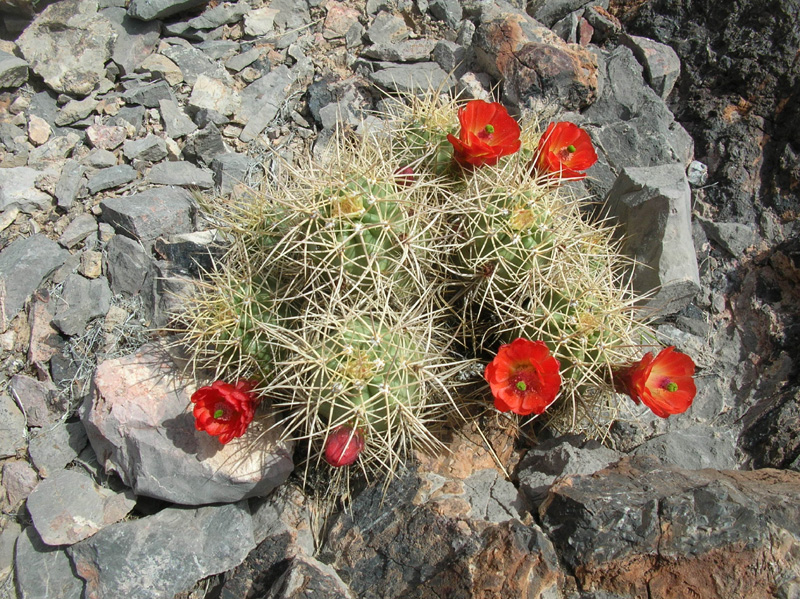 053-Claret_Cup_Cactus