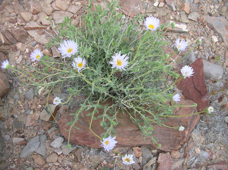 095-Mojave_Aster_bloom