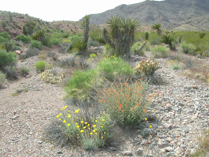 122-desert_in_bloom