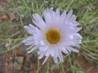 096-Mojave_Aster_bloom