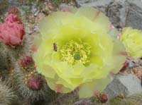 103-Grizzly_Bear_Prickly_Pear_in_bloom_and_insect