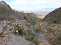 104-blooming_cacti_with_scenic_view