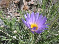 105-another_Mojave_Aster_bloom