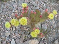 116-more_Prickly_Pear_in_bloom