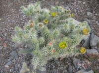 119-Cholla_in_bloom